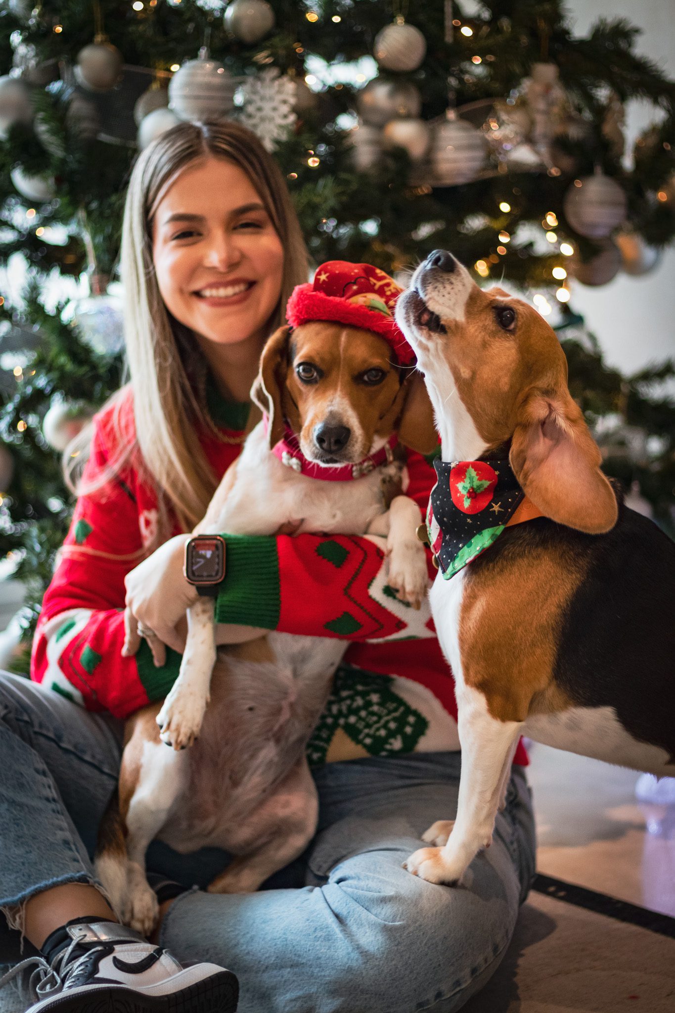Fotografía de beagle en navidad en Caracas Fotografía de beagle en navidad en Caracas